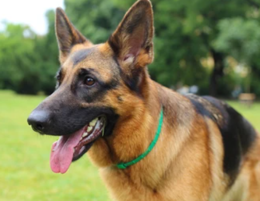 נשיא עם שיניים: הכלב של ביידן נשך 24 מאבטחים