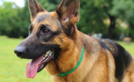 נשיא עם שיניים: הכלב של ביידן נשך 24 מאבטחים