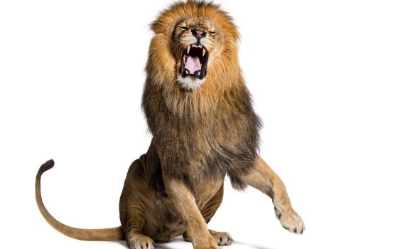 רק רצה לצלם סלפי: בן 34 נטרף על ידי אריה בהודו