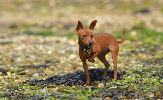 משרד הבריאות: כלב ביתי נגוע בכלבת אותר בגליל