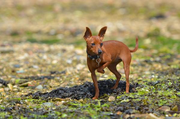 משרד הבריאות: כלב ביתי נגוע בכלבת אותר בגליל