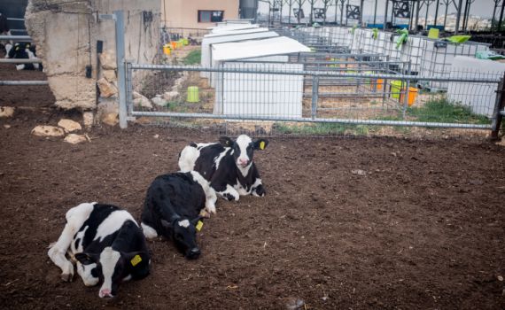 עגל נגוע בכלבת אותר במרעה בקיבוץ אורטל