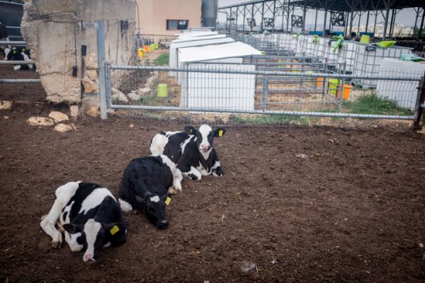 עגל נגוע בכלבת אותר במרעה בקיבוץ אורטל