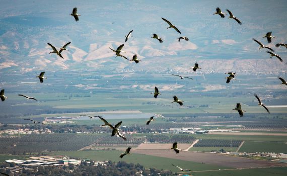 האביב כבר כאן: אלפי חסידות קפצו לביקור בצפון