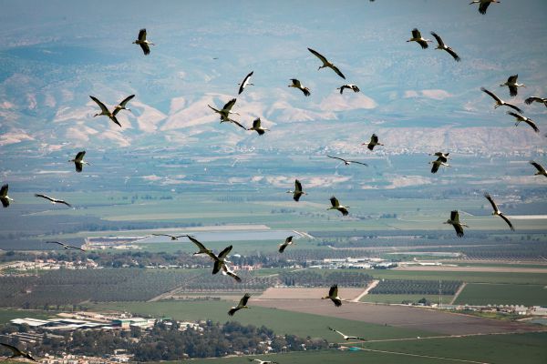 האביב כבר כאן: אלפי חסידות קפצו לביקור בצפון