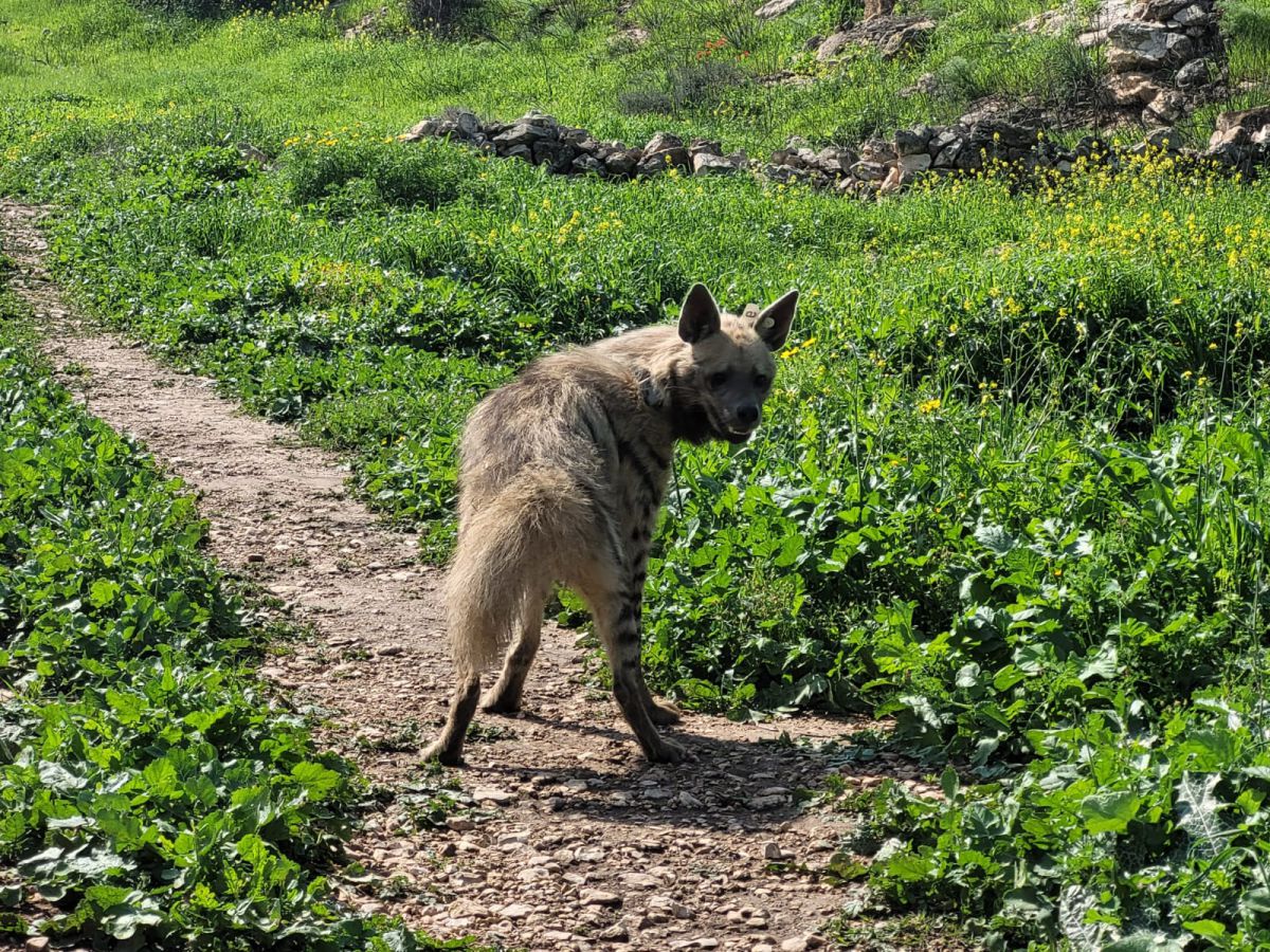 עוזבת את ירושלים: הצבועה ציונה נלכדה ושוחררה בטבע