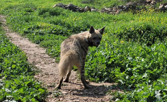 עוזבת את ירושלים: הצבועה ציונה נלכדה ושוחררה בטבע