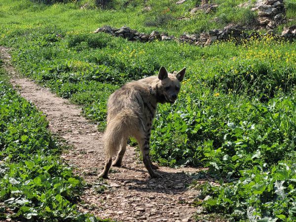 עוזבת את ירושלים: הצבועה ציונה נלכדה ושוחררה בטבע