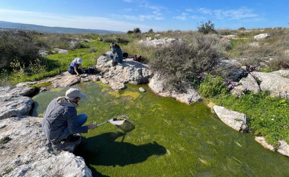 מתפתחת אקולוגית: התגלו סרטני מים מתוקים במודיעין