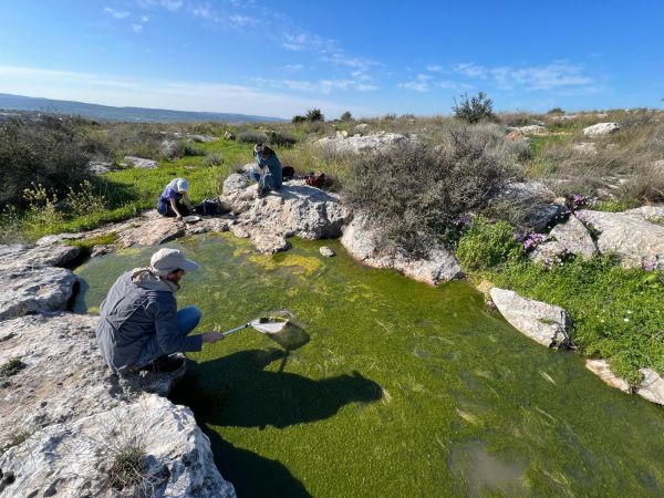 מתפתחת אקולוגית: התגלו סרטני מים מתוקים במודיעין