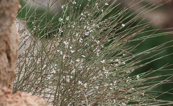 לראשונה מזה 47 שנה: תגלית נדירה נמצאה בבנימין