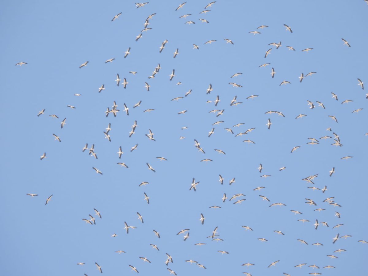 נמצאים באיזור הזה בארץ? תרימו עיניים למעלה