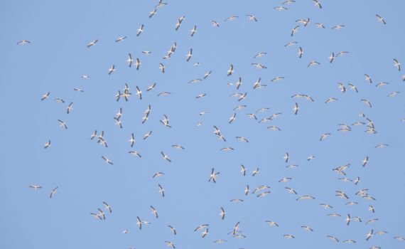 נמצאים באיזור הזה בארץ? תרימו עיניים למעלה