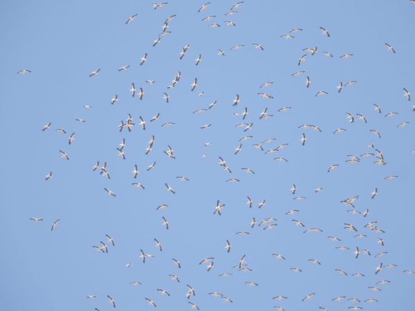 נמצאים באיזור הזה בארץ? תרימו עיניים למעלה