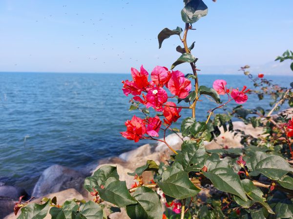 מהחרמון ומהנחלים: מפלס הכנרת בקפיצה נוספת