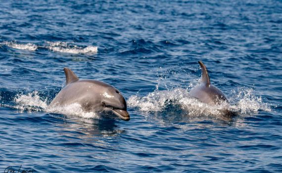 מול חופי בת ים: משפחת הדולפינים קפצה לביקור