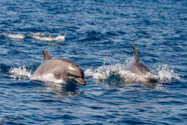 מול חופי בת ים: משפחת הדולפינים קפצה לביקור