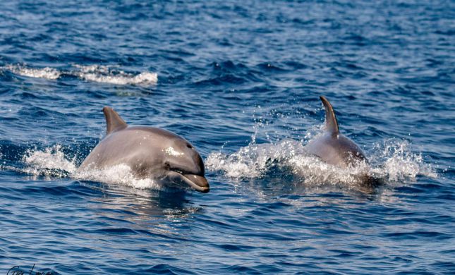  מול חופי בת ים: משפחת הדולפינים קפצה לביקור