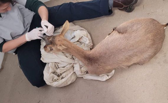 שוטרים איתרו וחילצו צבי שנכלא בבית של בדואי