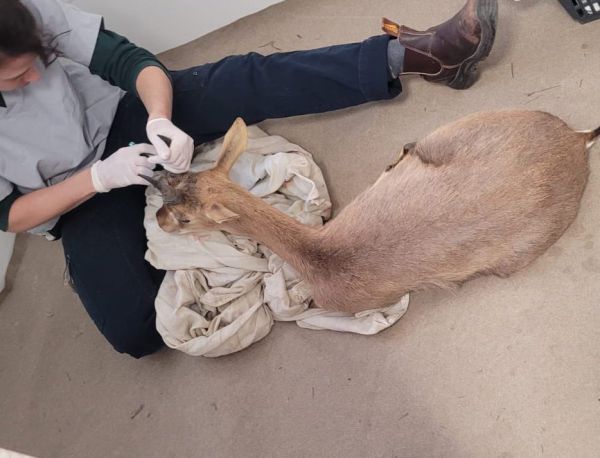 שוטרים איתרו וחילצו צבי שנכלא בבית של בדואי