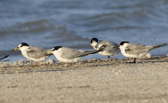 הציפור הישראלית הנתונה בסכנה תועדה באמירויות