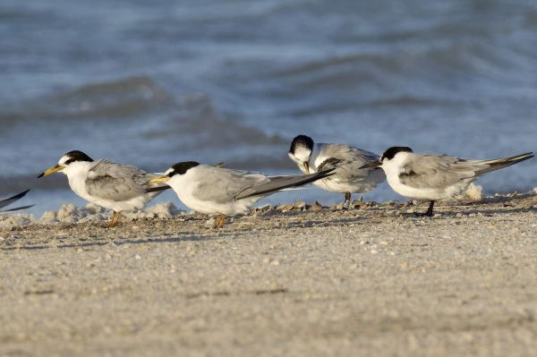 הציפור הישראלית הנתונה בסכנה תועדה באמירויות