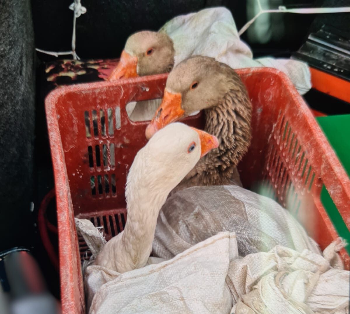 קשורים בתוך שק: ערבי נעצר בחשד להתעללות באווזים