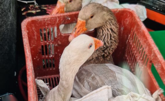 קשורים בתוך שק: ערבי נעצר בחשד להתעללות באווזים