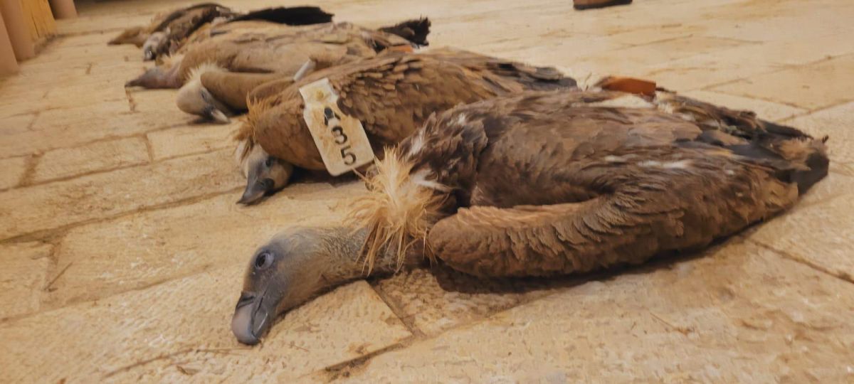 "מכה אנושה": עשרה עופות דורסים הורעלו בדרום