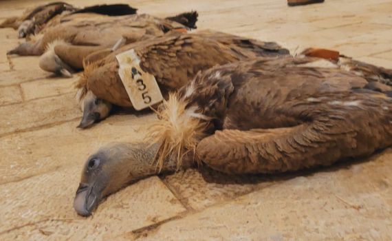 "מכה אנושה": עשרה עופות דורסים הורעלו בדרום