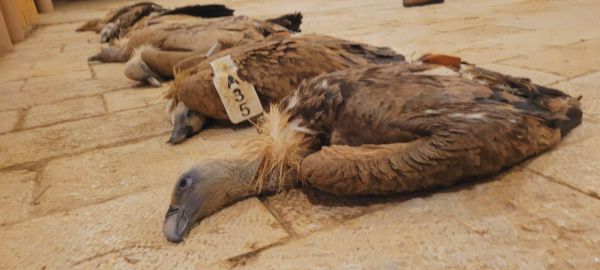 "מכה אנושה": עשרה עופות דורסים הורעלו בדרום