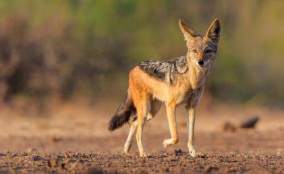 משרד הבריאות מזהיר: כלב ביתי נגוע בכלבת אותר בגליל