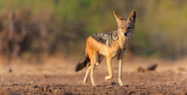 משרד הבריאות מזהיר: כלב ביתי נגוע בכלבת אותר בגליל
