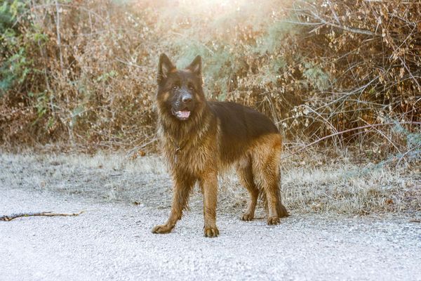 כלב זאב – תכירו את החבר החדש שלכם