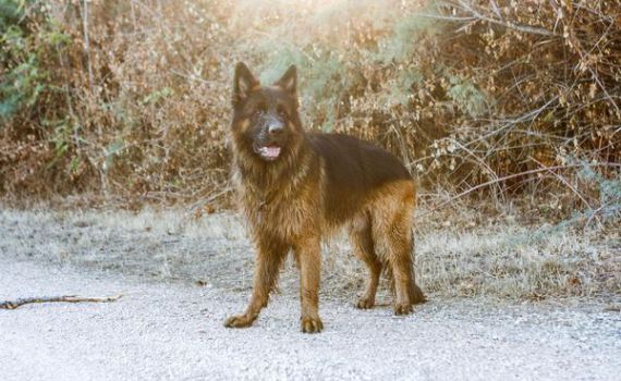 כלב זאב – תכירו את החבר החדש שלכם