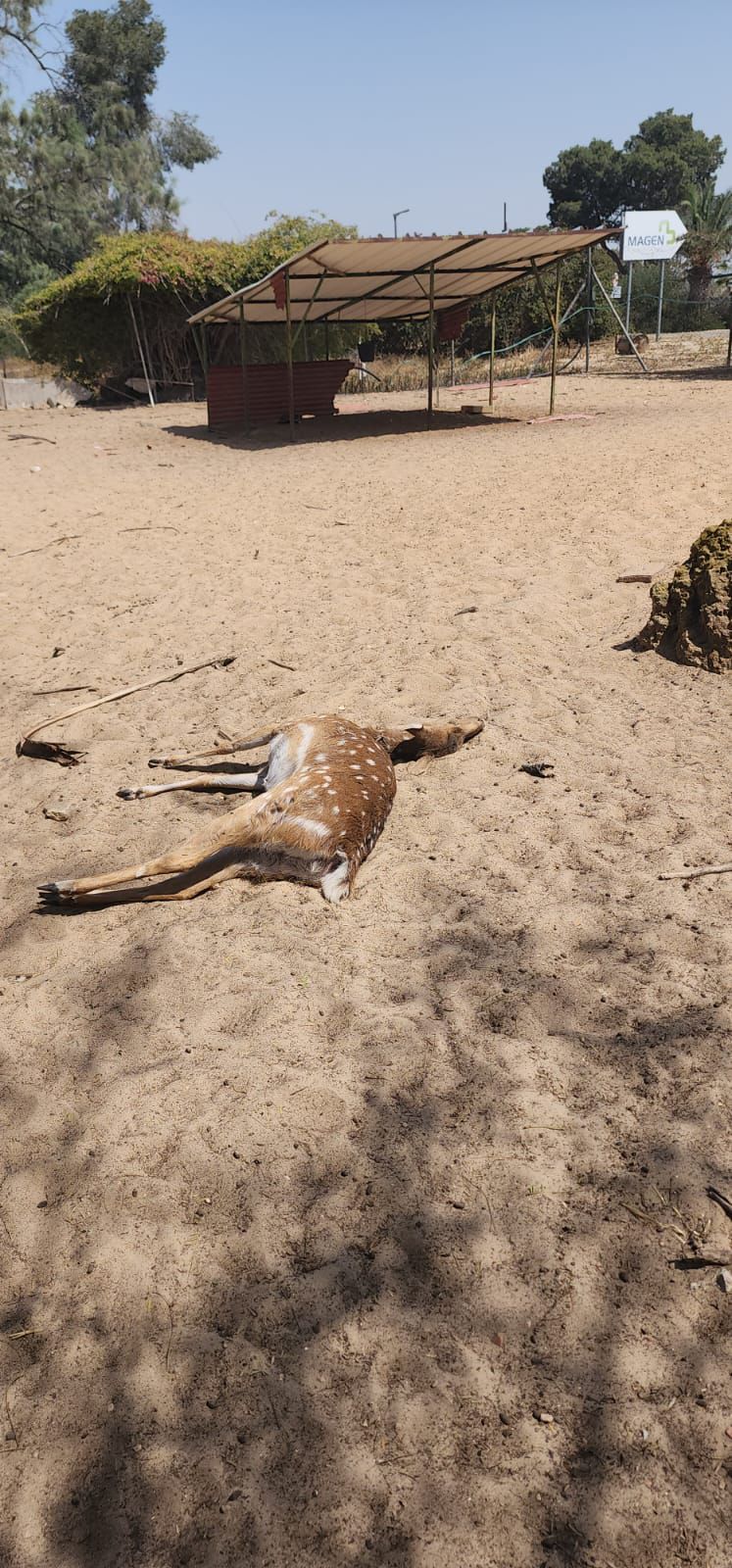 מכמיר לב: איילים נטרפו על ידי כלבים משוטטים מעזה