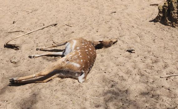 מכמיר לב: איילים נטרפו על ידי כלבים משוטטים מעזה