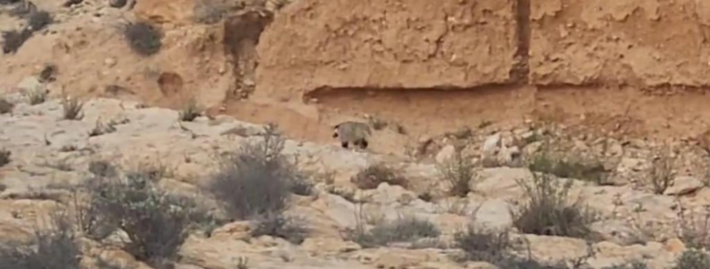 תיעוד נדיר: גירית מצויה בנחלי הדרום