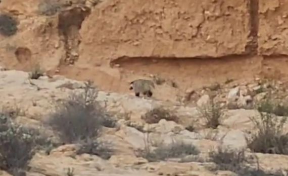 תיעוד נדיר: גירית מצויה בנחלי הדרום