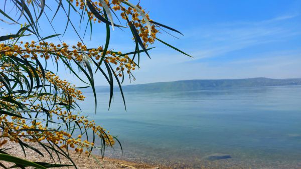 לאט אבל בטוח: מפלס הכנרת ממשיך לטפס