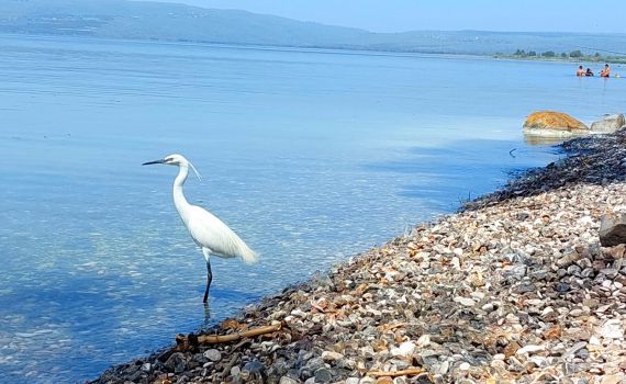 בדרך לעוד שיא: מפלס הכנרת בעוד קפיצה נאה