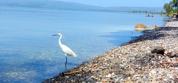 בדרך לעוד שיא: מפלס הכנרת בעוד קפיצה נאה