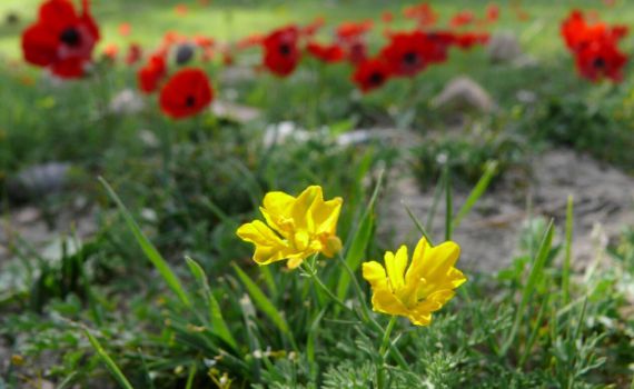 תחזית מזג אוויר לימים הקרובים