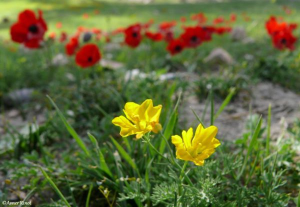תחזית מזג אוויר לימים הקרובים
