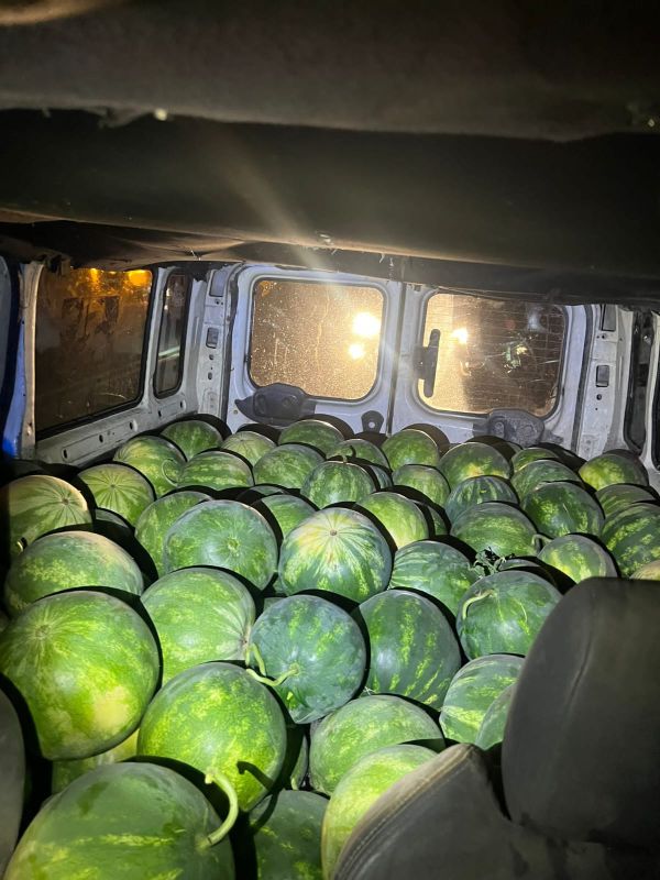 פלסטינים גנבו אבטיחים במשקל של 2 טון ונעצרו