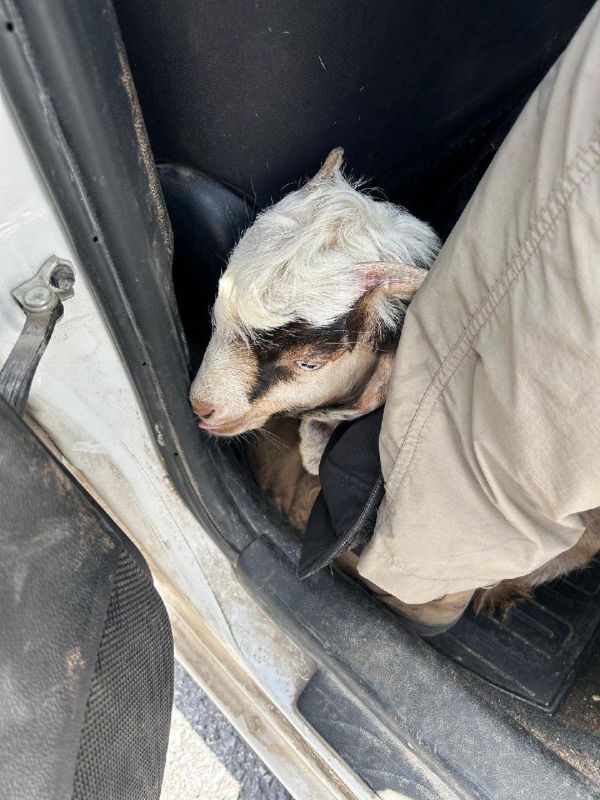 בדרך להקריב קרבן בהר הבית: 13 חשודים נעצרו