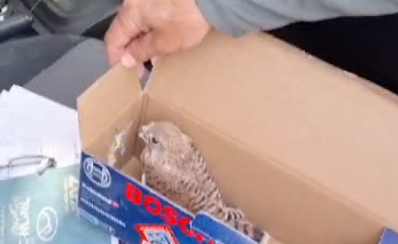 עובדי חברת חשמל מצאו בז תשוש בארון חשמל