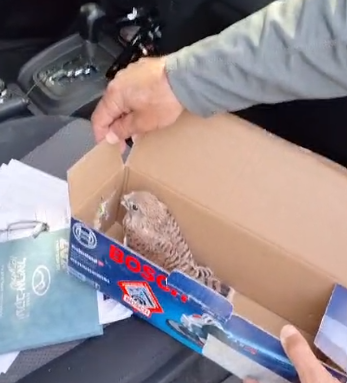 עובדי חברת חשמל מצאו בז תשוש בארון חשמל