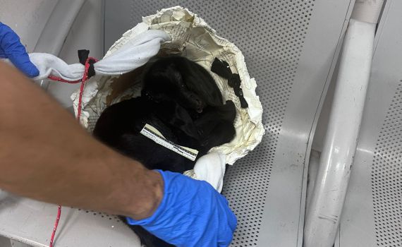 פעילת מקדש הטמינה גדי בשמלתה והוא נחנק ומת