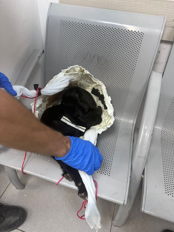 פעילת מקדש הטמינה גדי בשמלתה והוא נחנק ומת